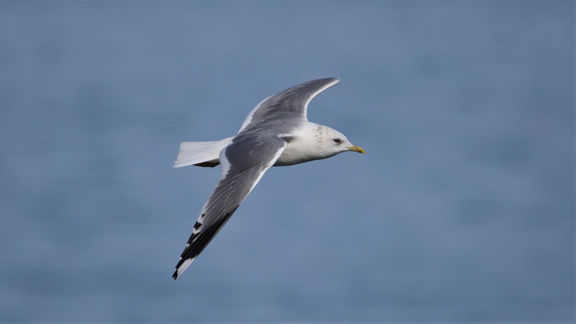 Mew Gull — Ana fotoğraf
